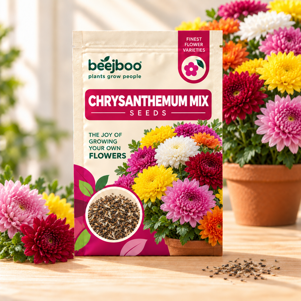 CHRYSANTHEMUM MIX