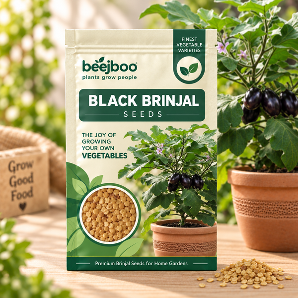 Black Brinjal Vegetable Seeds