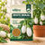 White Brinjal Vegetable Seeds