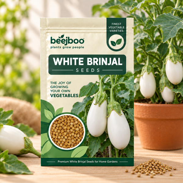 White Brinjal Vegetable Seeds