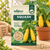 Squash Vegetable Seeds