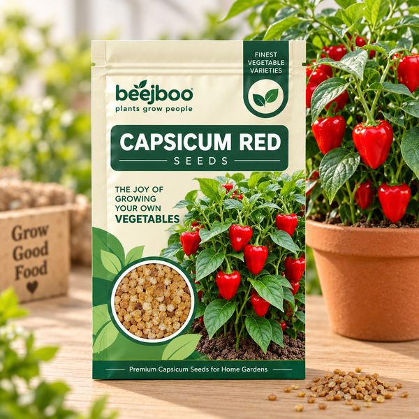 Capsicum Red Vegetable Seeds